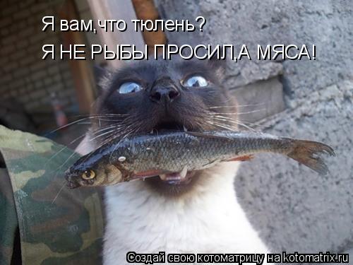 Я вам,что тюлень? Я НЕ РЫБЫ ПРОСИЛ,А МЯСА!... Котоматрица: Я вам,что тюлень? Я НЕ РЫБЫ ПРОСИЛ,А МЯСА!