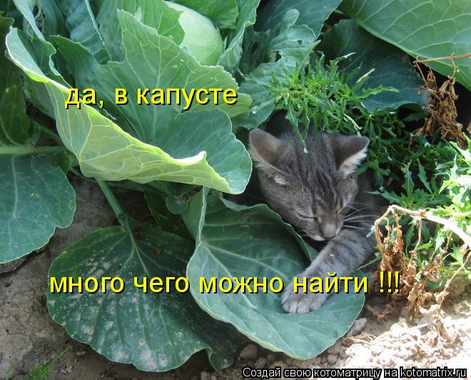 да, в капусте много чего можно найти !!!... Котоматрица: да, в капусте много чего можно найти !!!