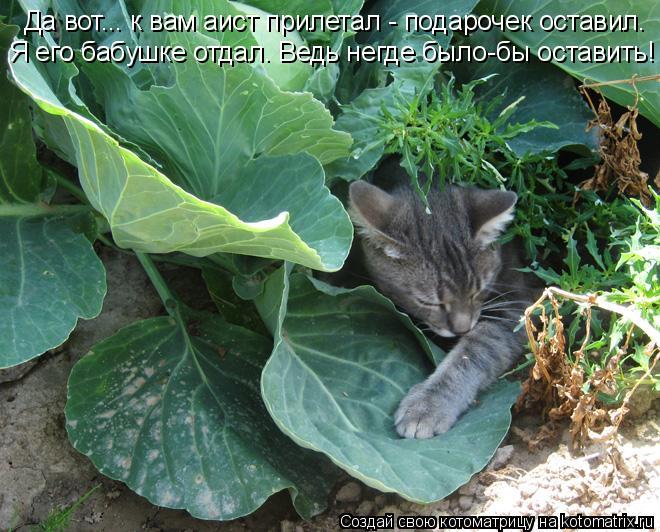 Да вот... к вам аист прилетал - подарочек оставил. Я его бабушке отдал. Ведь негде было-бы оставить!... Котоматрица: Да вот... к вам аист прилетал - подарочек оставил. Я его бабушке отдал. Ведь негде было-бы оставить!