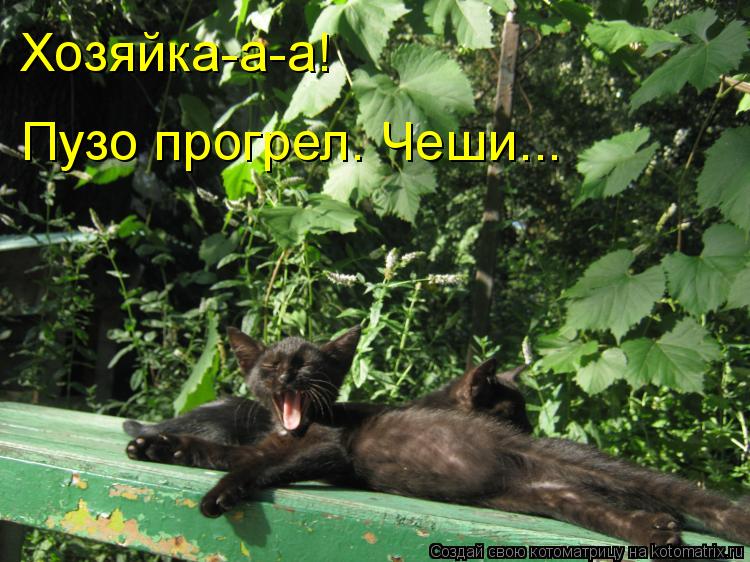 Хозяйка-а-а! Пузо прогрел. Чеши...... Котоматрица: Хозяйка-а-а! Пузо прогрел. Чеши...