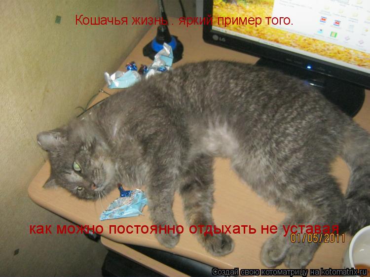 Кошачья жизнь — яркий пример того. как можно постоянно отдыхать не уставая... Котоматрица: Кошачья жизнь — яркий пример того. как можно постоянно отдыхать не уставая