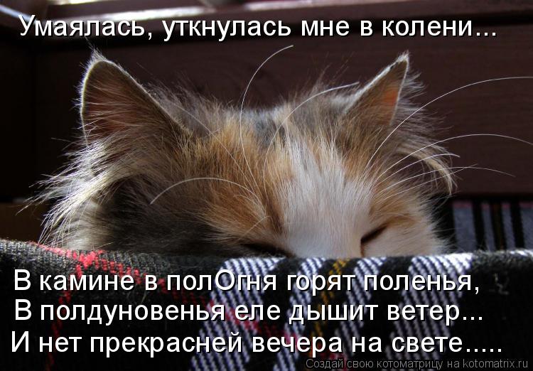 Умаялась, уткнулась мне в колени... В камине в полОгня горят поленья, В полдуновенья еле дышит ветер.... Котоматрица: Умаялась, уткнулась мне в колени... В камине в полОгня горят поленья, В полдуновенья еле дышит ветер... И нет прекрасней вечера на свете.....