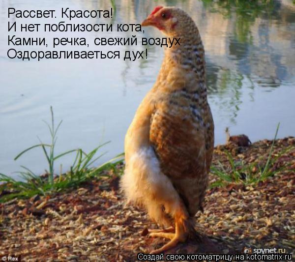 И нет поблизости кота, Камни, речка, свежий воздух Рассвет. Красота! Оздоравливаеться дух!... Котоматрица: И нет поблизости кота, Камни, речка, свежий воздух Рассвет. Красота! Оздоравливаеться дух!