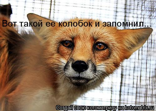 Вот такой ее колобок и запомнил...... Котоматрица: Вот такой ее колобок и запомнил...