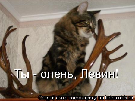Ты - олень, Левин!... Котоматрица: Ты - олень, Левин!