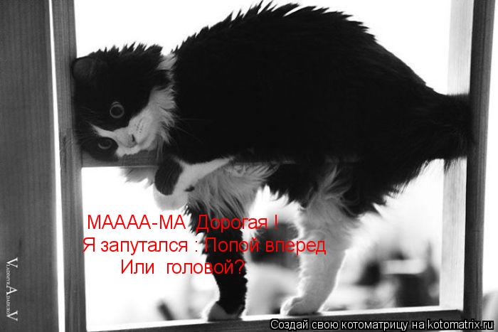 Котоматрица: МАААА-МА  Дорогая ! Я запутался : Попой вперед Или  головой?