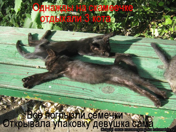Однажды на скамеечке отдыхали 3 кота Все погрызли семечки Открывала упаковку девушка сама... Котоматрица: Однажды на скамеечке отдыхали 3 кота Все погрызли семечки Открывала упаковку девушка сама