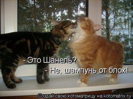 - Не, шампунь от блох! - Это Шанель?... Котоматрица: - Не, шампунь от блох! - Это Шанель?