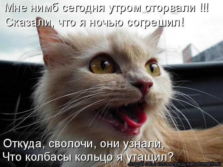 Мне нимб сегодня утром оторвали !!! Сказали, что я ночью согрешил! Откуда, сволочи, они узнали, Что к... Котоматрица: Мне нимб сегодня утром оторвали !!! Сказали, что я ночью согрешил! Откуда, сволочи, они узнали, Что колбасы кольцо я утащил?