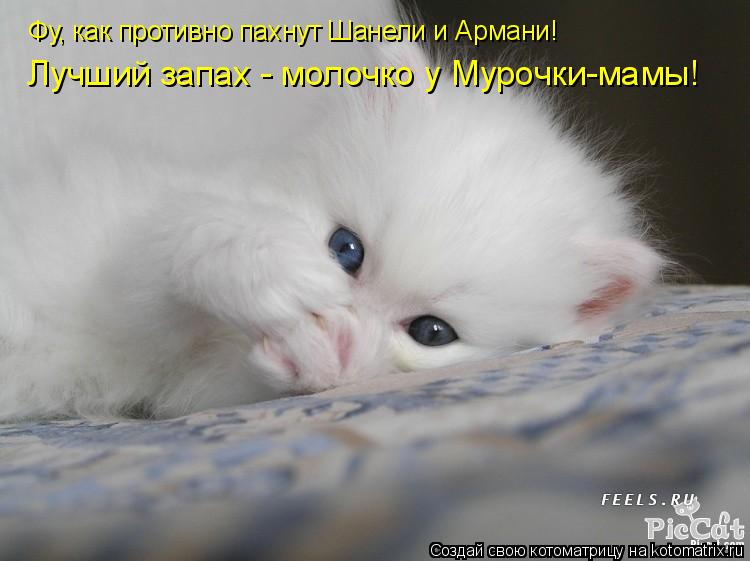 Фу, как противно пахнут Шанели и Армани! Лучший запах - молочко у Мурочки-мамы!... Котоматрица: Фу, как противно пахнут Шанели и Армани! Лучший запах - молочко у Мурочки-мамы!
