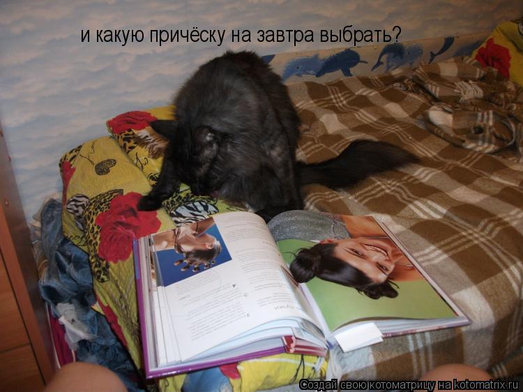 и какую причёску на завтра выбрать?... Котоматрица: и какую причёску на завтра выбрать?