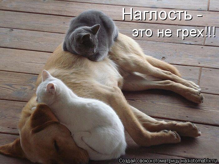 Наглость - это не грех!!! хд... Котоматрица: Наглость - это не грех!!! хд
