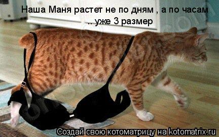 Наша Маня растет не по дням , а по часам .. уже 3 размер... Котоматрица: Наша Маня растет не по дням , а по часам .. уже 3 размер