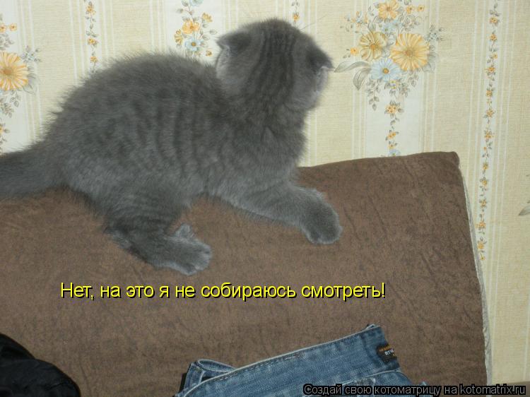 Нет, на это я не собираюсь смотреть!... Котоматрица: Нет, на это я не собираюсь смотреть!