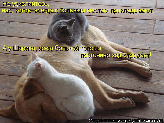 Не удивляйтесь, нас, котов, всегда к больным местам прикладывают. А у Шарика, из-за больной голо... Котоматрица: Не удивляйтесь, нас, котов, всегда к больным местам прикладывают. А у Шарика, из-за больной головы, постоянно зад страдает!