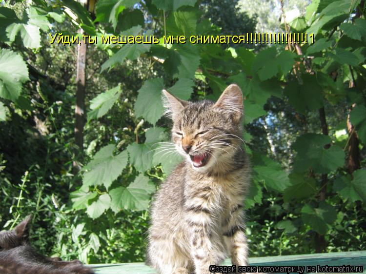Уйди,ты мешаешь мне сниматся!!!!!!!!!!!!!!!!1... Котоматрица: Уйди,ты мешаешь мне сниматся!!!!!!!!!!!!!!!!1