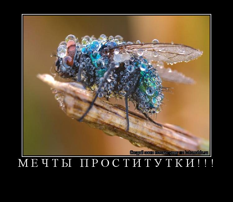 Котоматрица: Мечты проститутки!!! 