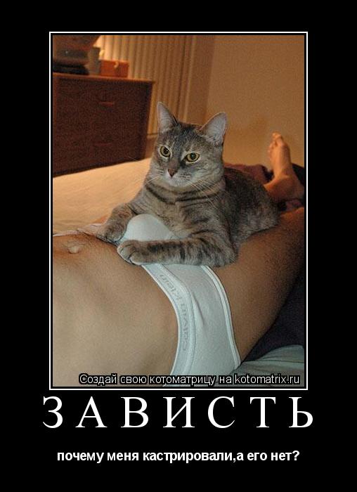 Котоматрица: зависть почему меня кастрировали,а его нет?