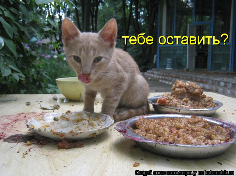 Котоматрица: тебе оставить?
