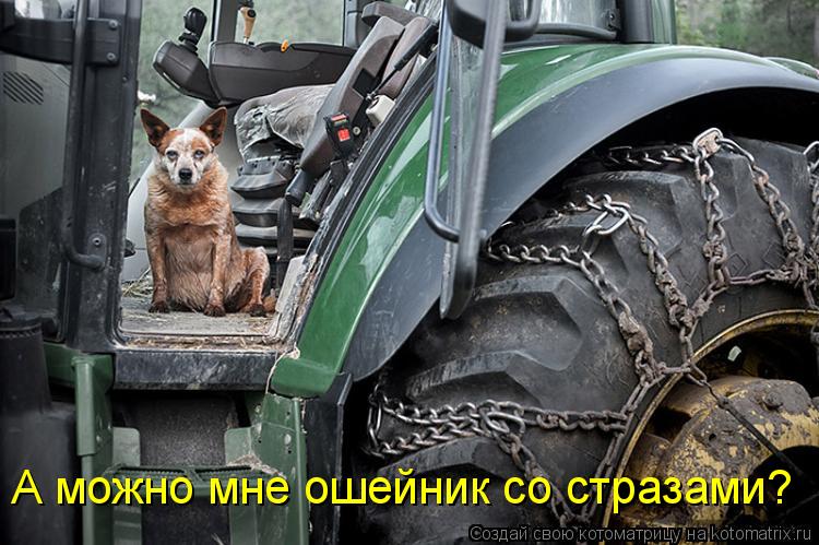 А можно мне ошейник со стразами?... Котоматрица: А можно мне ошейник со стразами?