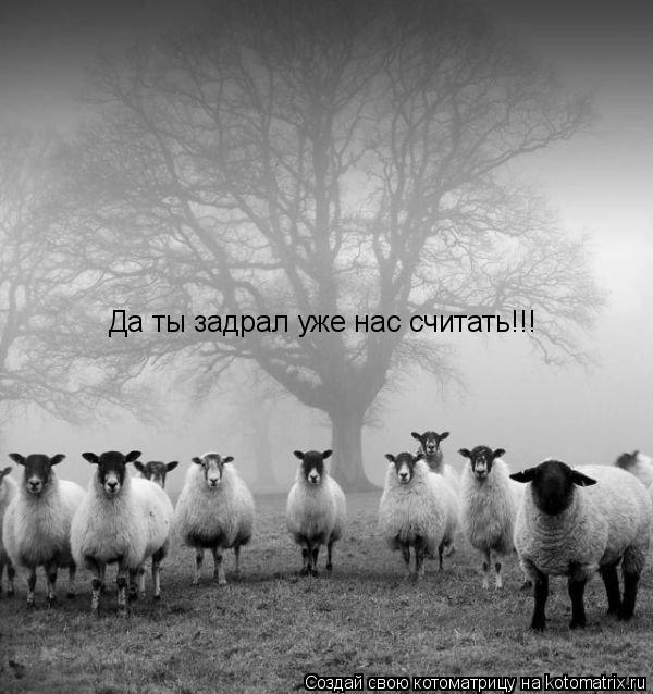 Да ты задрал уже нас считать!!!... Котоматрица: Да ты задрал уже нас считать!!!