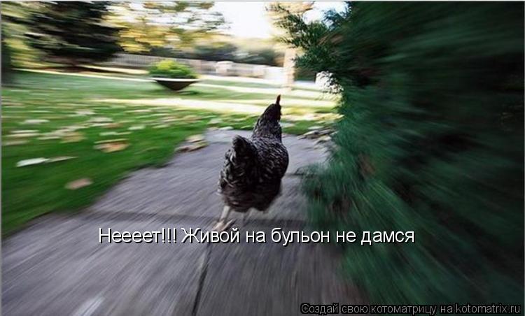 Неееет!!! Живой на бульон не дамся... Котоматрица: Неееет!!! Живой на бульон не дамся