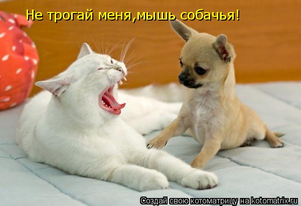 Котоматрица: Не трогай меня,мышь собачья!