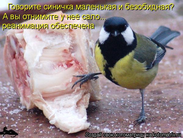 Говорите синичка маленькая и безобидная? А вы отнимите у неё сало... реанимация обеспечена... Котоматрица: Говорите синичка маленькая и безобидная? А вы отнимите у неё сало... реанимация обеспечена