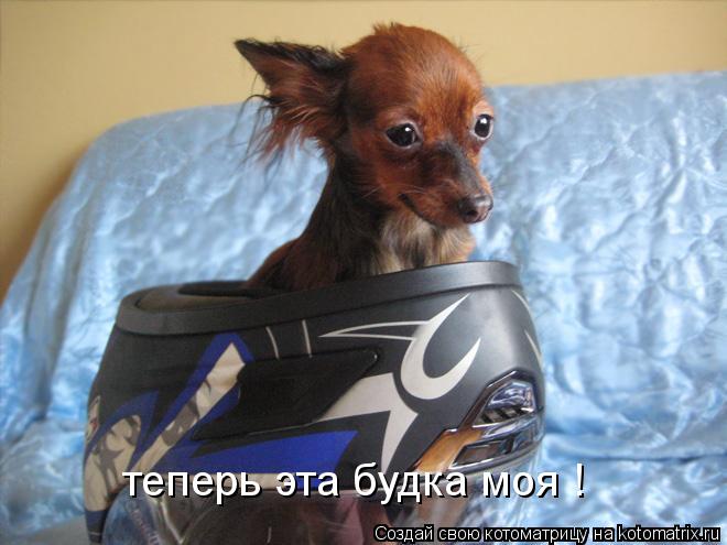 теперь эта будка моя !... Котоматрица: теперь эта будка моя !