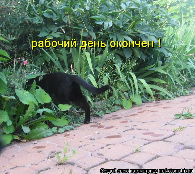 рабочий день окончен !... Котоматрица: рабочий день окончен !