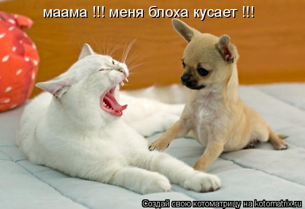 маама !!! меня блоха кусает !!!... Котоматрица: маама !!! меня блоха кусает !!!