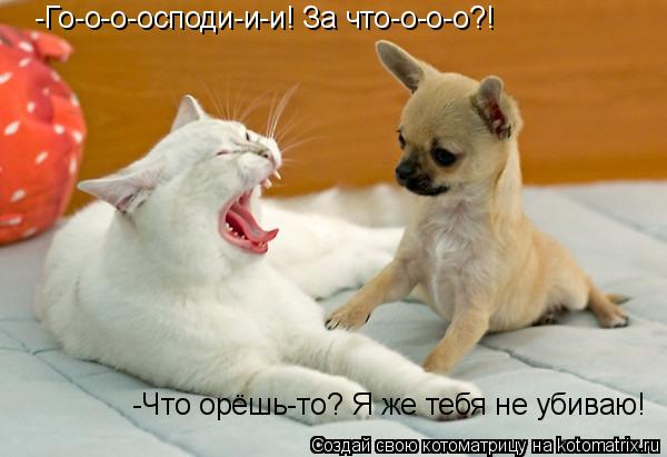 -Го-о-о-осподи-и-и! За что-о-о-о?! -Что орёшь-то? Я же тебя не убиваю!... Котоматрица: -Го-о-о-осподи-и-и! За что-о-о-о?! -Что орёшь-то? Я же тебя не убиваю!