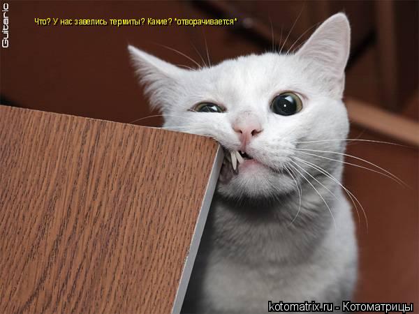 Котоматрица: Что? У нас завелись термиты? Какие? *отворачивается*
