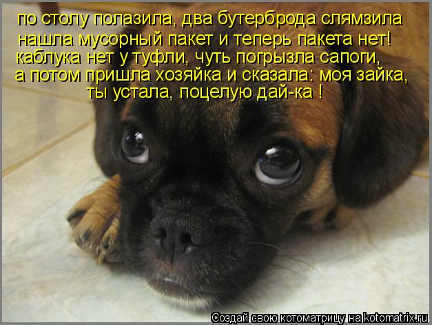 Котоматрица: по столу полазила, два бутерброда слямзила нашла мусорный пакет и теперь пакета нет! каблука нет у туфли, чуть погрызла сапоги, а потом приш