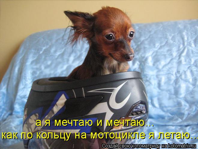 Котоматрица: как по кольцу на мотоцикле я летаю... а я мечтаю и мечтаю...
