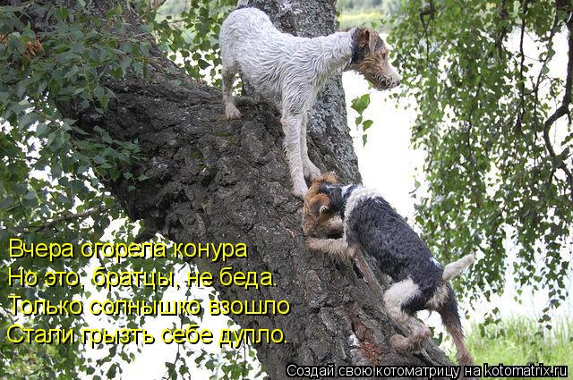Котоматрица: Вчера сгорела конура Но это, братцы, не беда. Только солнышко взошло Стали грызть себе дупло.