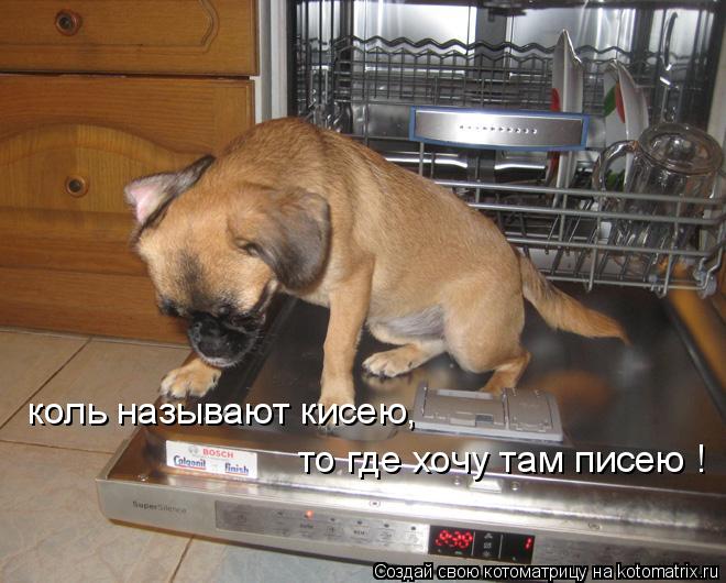 Котоматрица: коль называют кисею, то где хочу там писею !