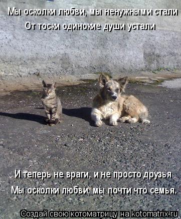 Котоматрица: Мы осколки любви, мы ненужными стали От тоски одинокие души устали И теперь не враги, и не просто друзья Мы осколки любви, мы почти что семья.