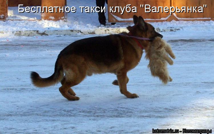 Котоматрица: Бесплатное такси клуба "Валерьянка"