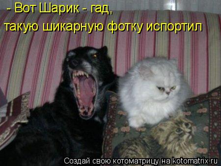 Котоматрица: - Вот Шарик - гад,  такую шикарную фотку испортил