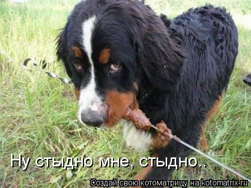 Ну стыдно мне, стыдно..... Котоматрица: Ну стыдно мне, стыдно..