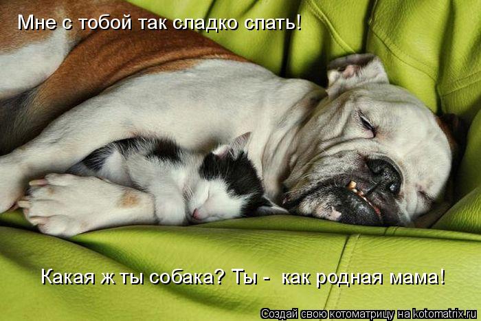 Котоматрица: Мне с тобой так сладко спать! Какая ж ты собака? Ты -  как родная мама!