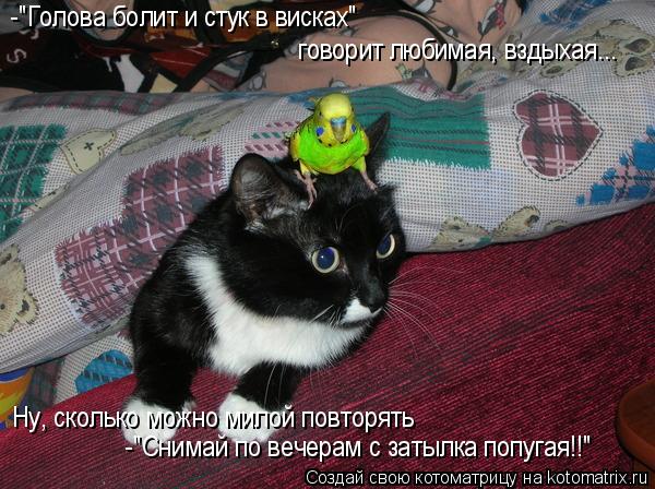 Котоматрица: -"Голова болит и стук в висках"  говорит любимая, вздыхая... Ну, сколько можно милой повторять -"Снимай по вечерам с затылка попугая!!"