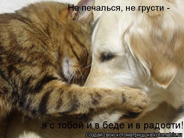 Котоматрица: Не печалься, не грусти -  я с тобой и в беде и в радости!