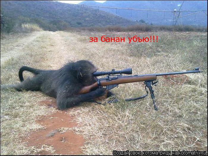 Котоматрица: за банан убъю!!!