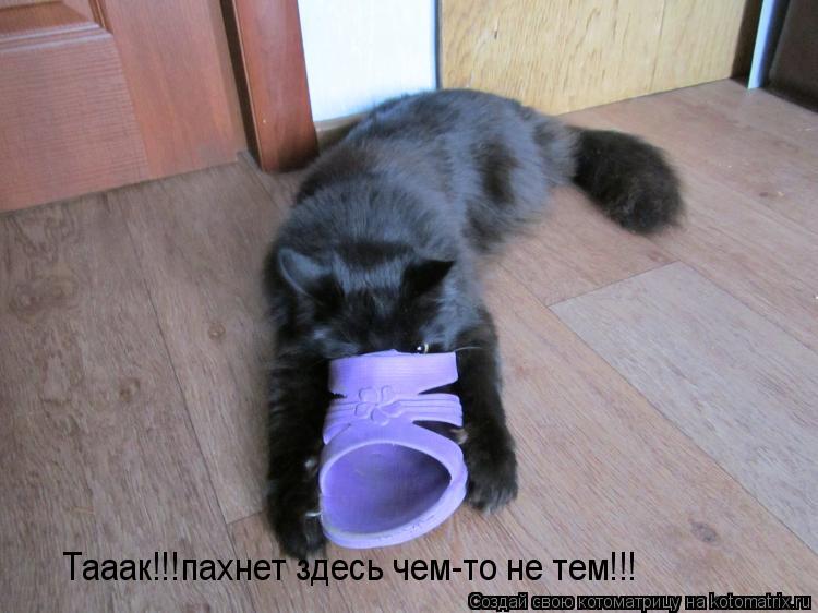 Котоматрица: Тааак!!!пахнет здесь чем-то не тем!!!