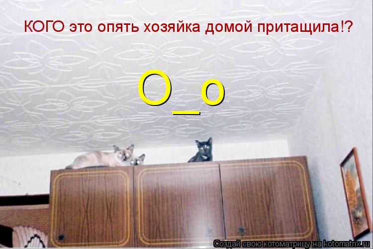 Котоматрица: КОГО это опять хозяйка домой притащила!?  О_о
