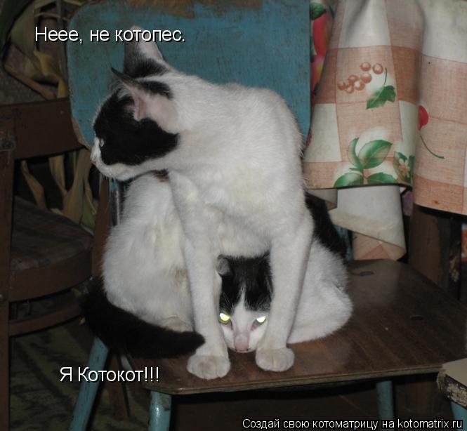 Неее, не котопес. Я Котокот!!!... Котоматрица: Неее, не котопес. Я Котокот!!!