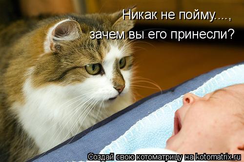 Никак не пойму...., зачем вы его принесли?... Котоматрица: Никак не пойму...., зачем вы его принесли?