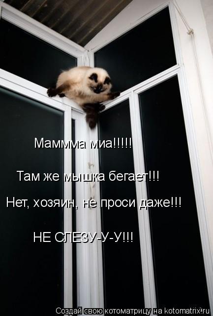 Маммма миа!!!!! Там же мышка бегает!!! Нет, хозяин, не проси даже!!! НЕ СЛЕЗУ-У-У!!!... Котоматрица: Маммма миа!!!!! Там же мышка бегает!!! Нет, хозяин, не проси даже!!! НЕ СЛЕЗУ-У-У!!!